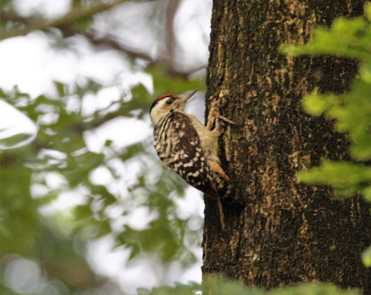 Freckle-breasted Woodpecker - ML38677191