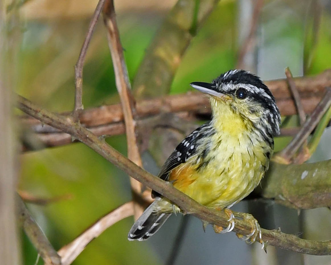 Yellow-breasted Warbling-Antbird - ML386775941
