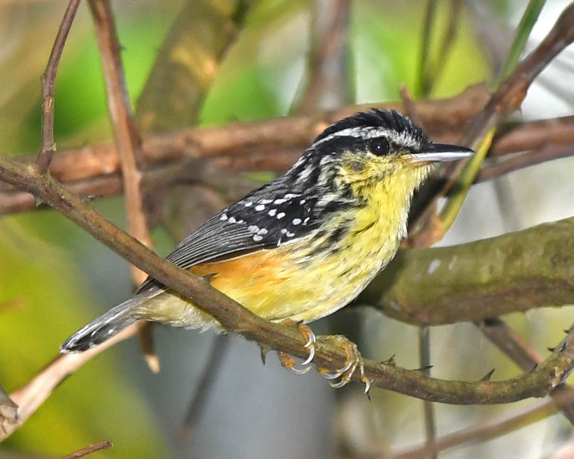 Yellow-breasted Warbling-Antbird - ML386775951