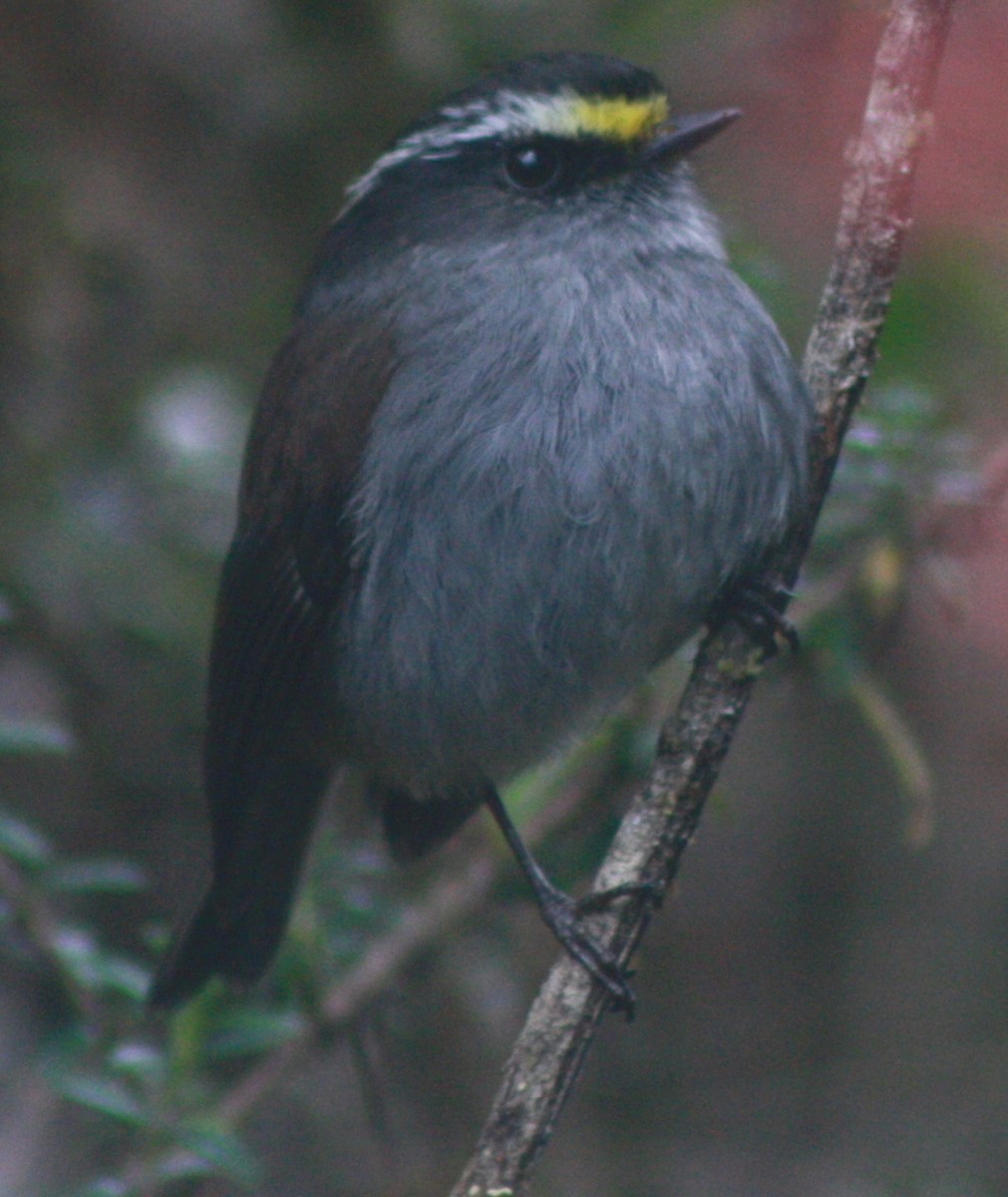 Crowned Chat-Tyrant (Crowned) - Jacob C. Cooper