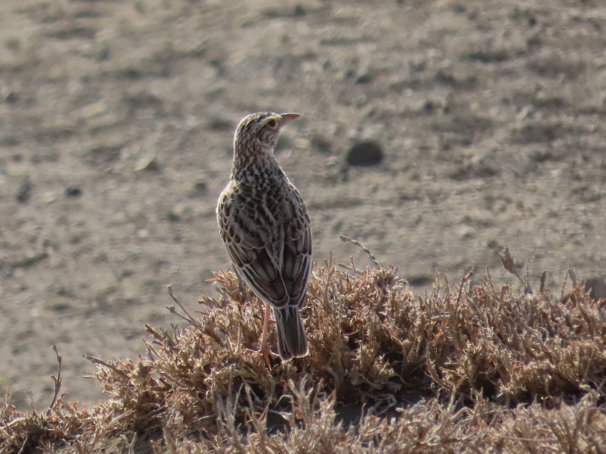 African Pipit - ML386777241