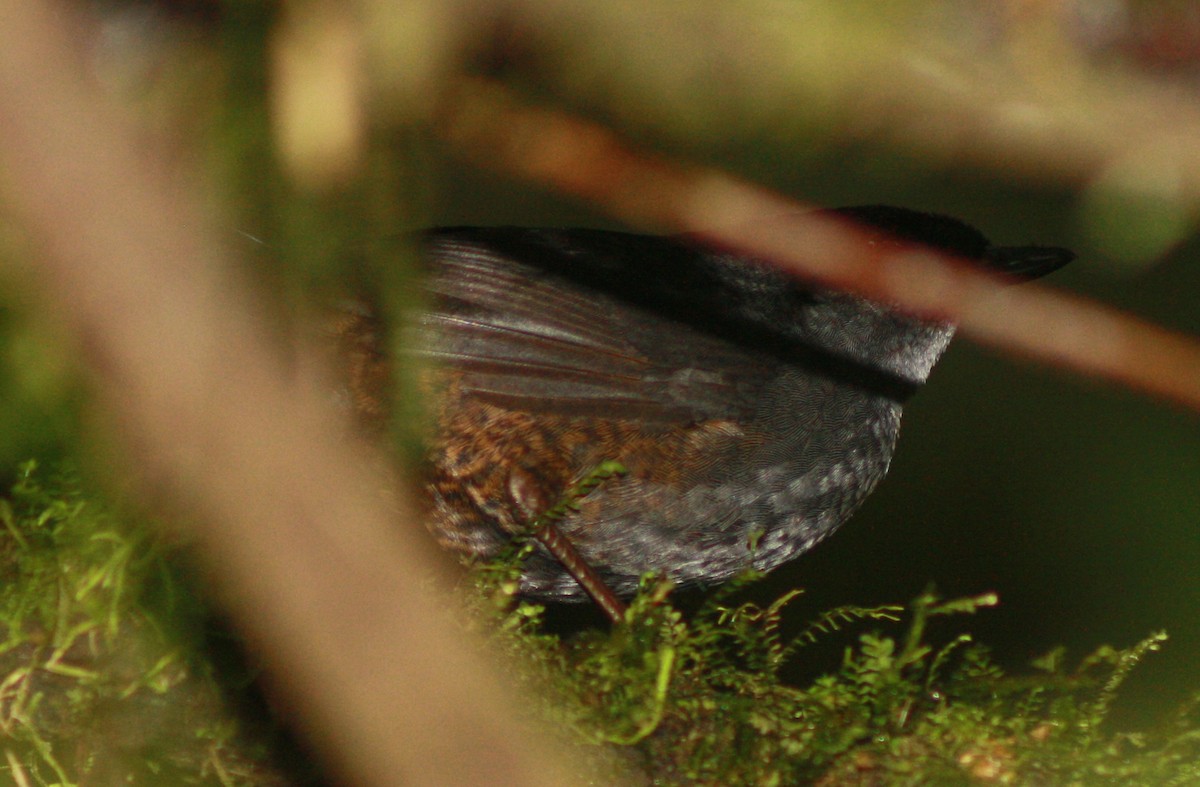 White-crowned Tapaculo - ML38677881