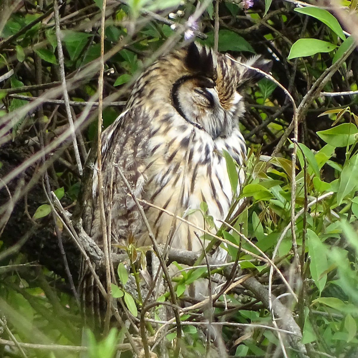Striped Owl - ML386783601