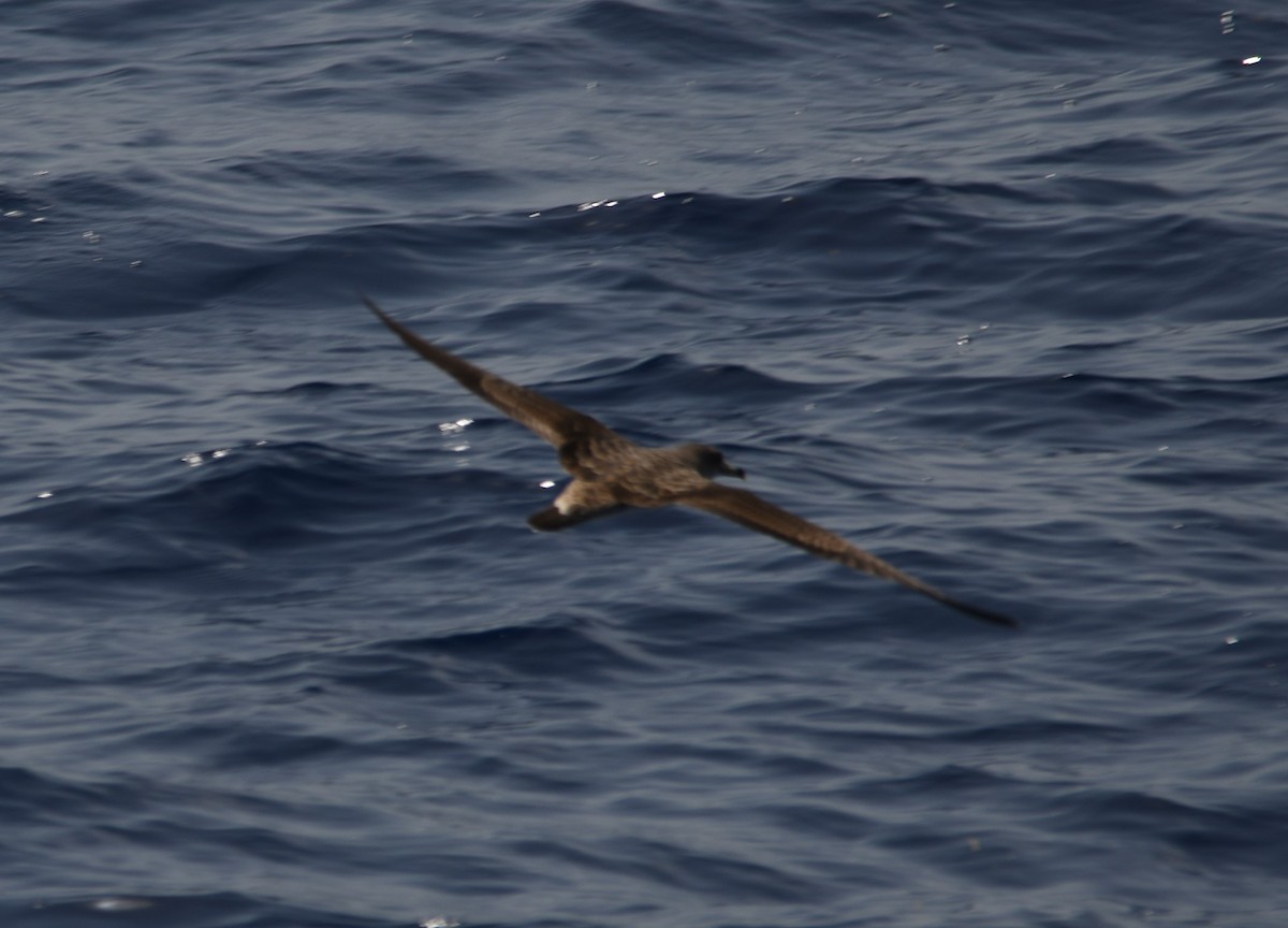 Cory's Shearwater - Gallus Quigley