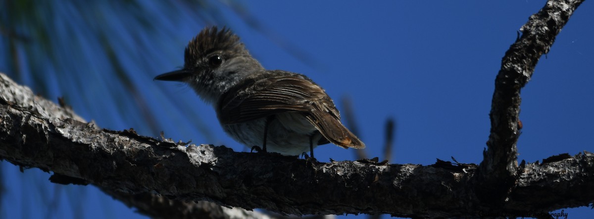 La Sagra's Flycatcher - ML386788931