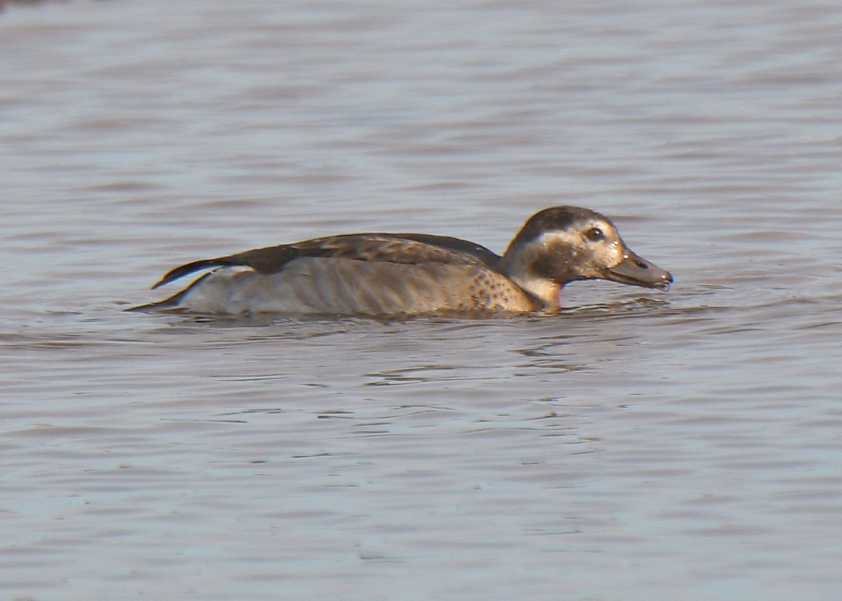 Long-tailed Duck - ML386789841