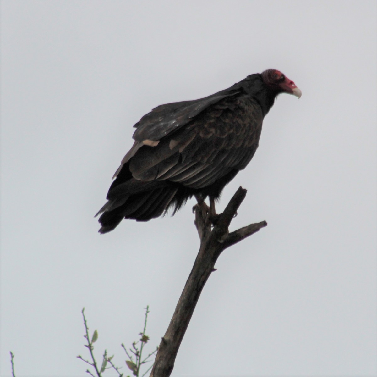 Turkey Vulture - ML386791061