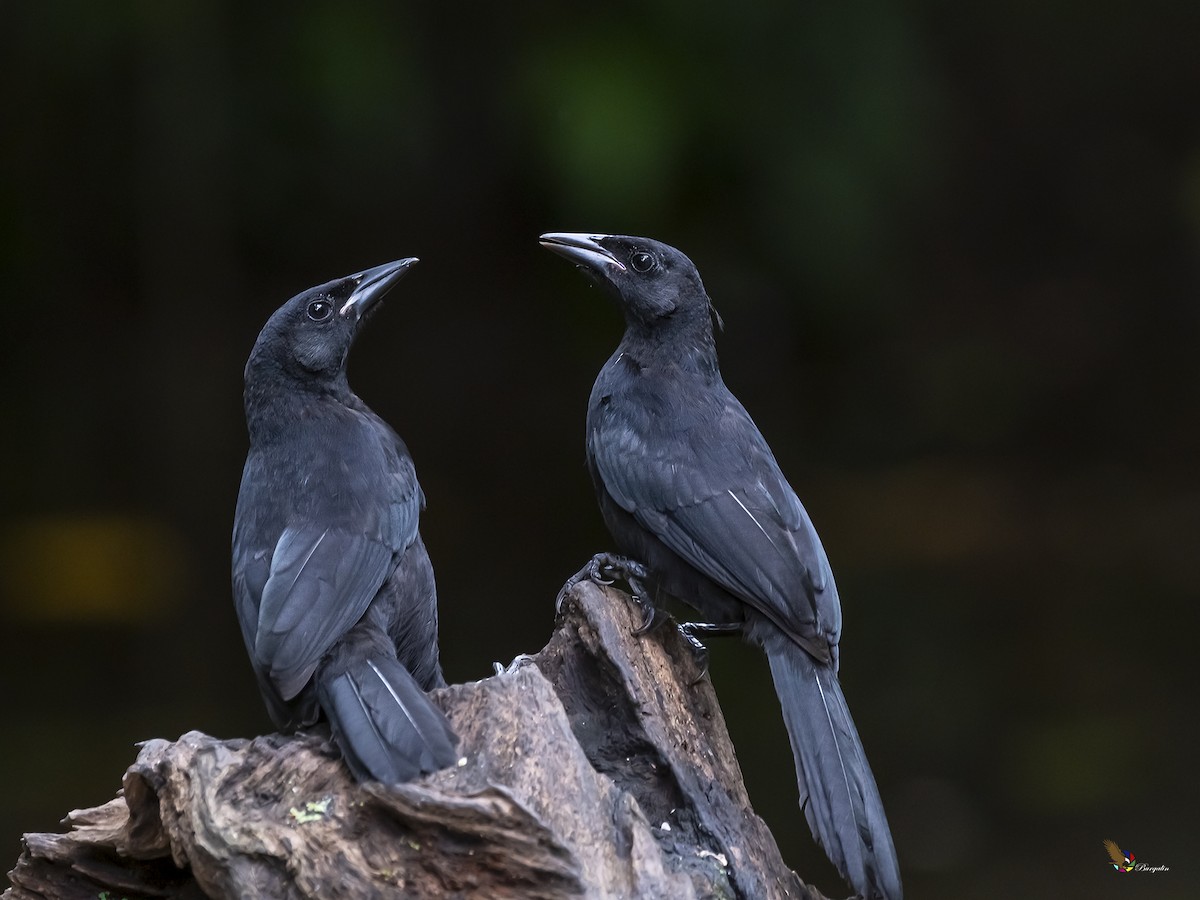 Melodious Blackbird - fernando Burgalin Sequeria
