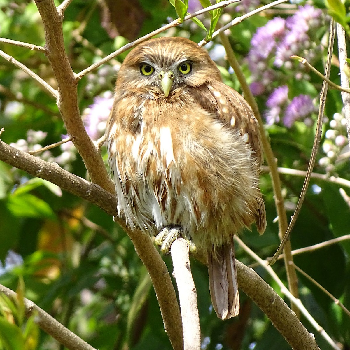 Ferruginous Pygmy-Owl - ML386804911