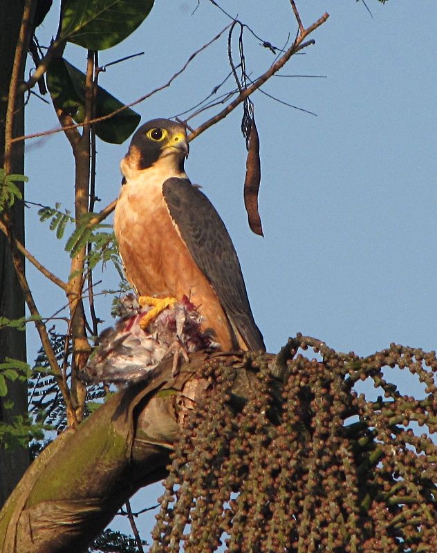 Peregrine Falcon - Ramit Singal