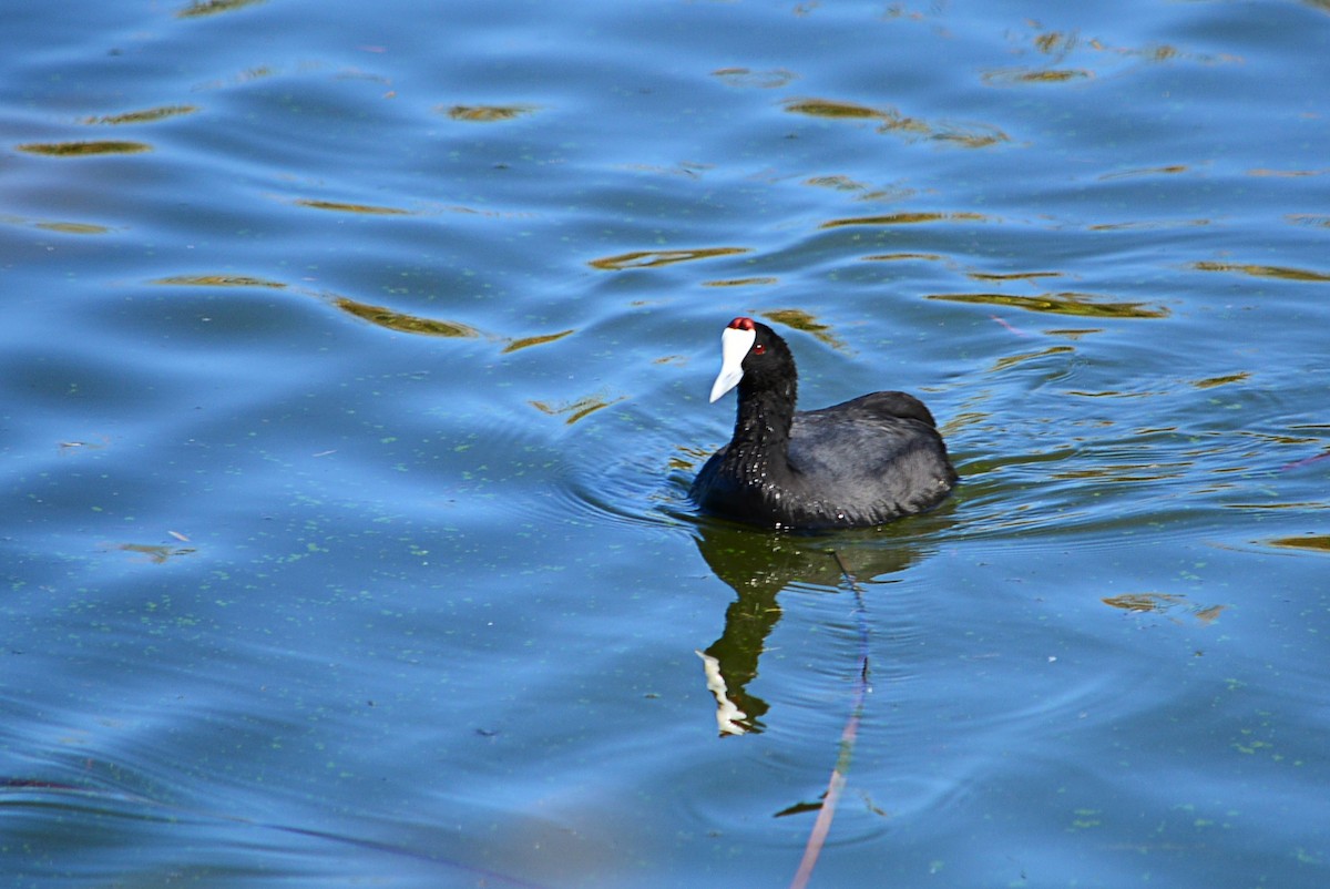 Red-knobbed Coot - ML386805211