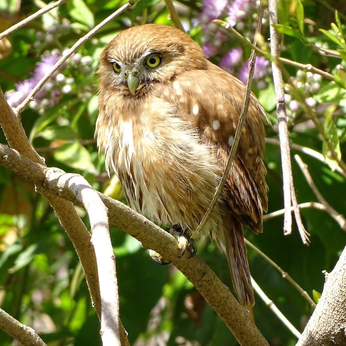 Ferruginous Pygmy-Owl - ML386805561