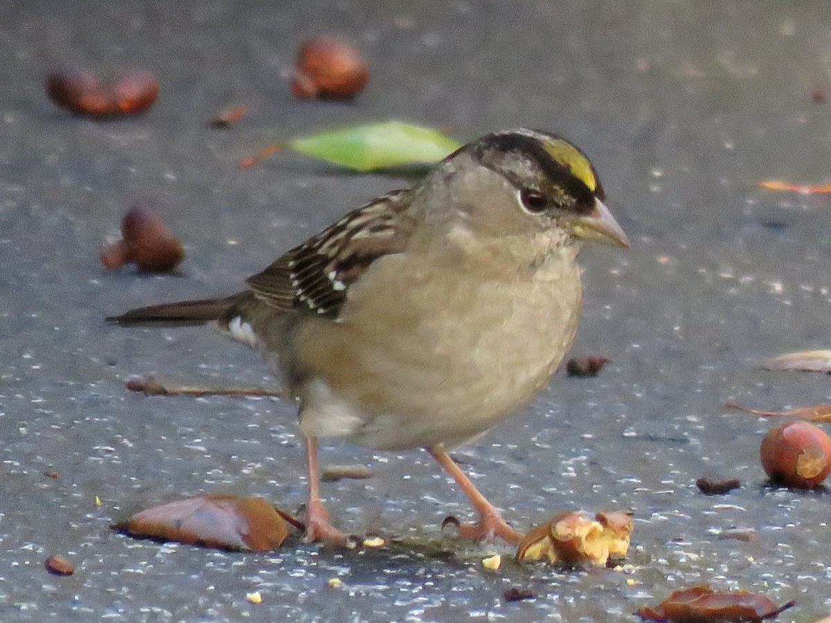 Golden-crowned Sparrow - Norman Uyeda