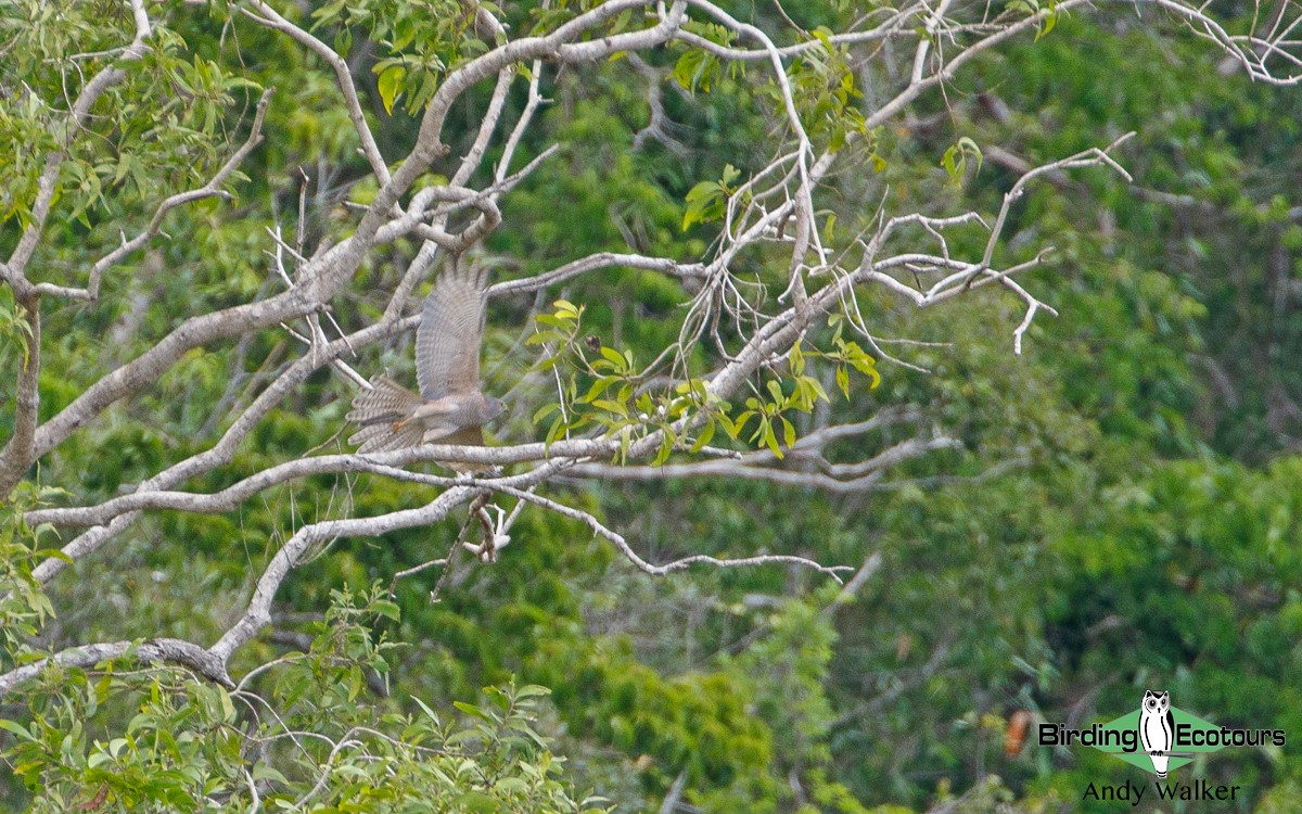 Brown Goshawk - Andy Walker - Birding Ecotours