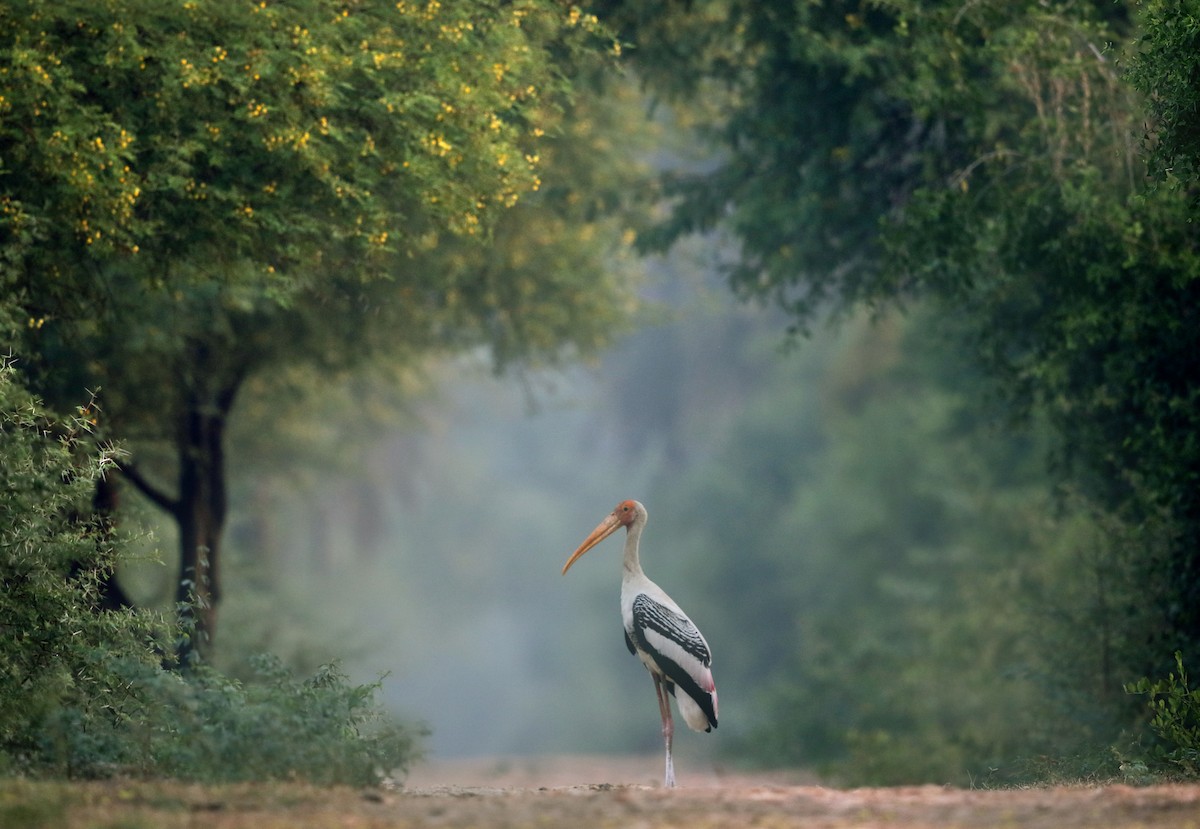 Painted Stork - Gobind Sagar Bhardwaj