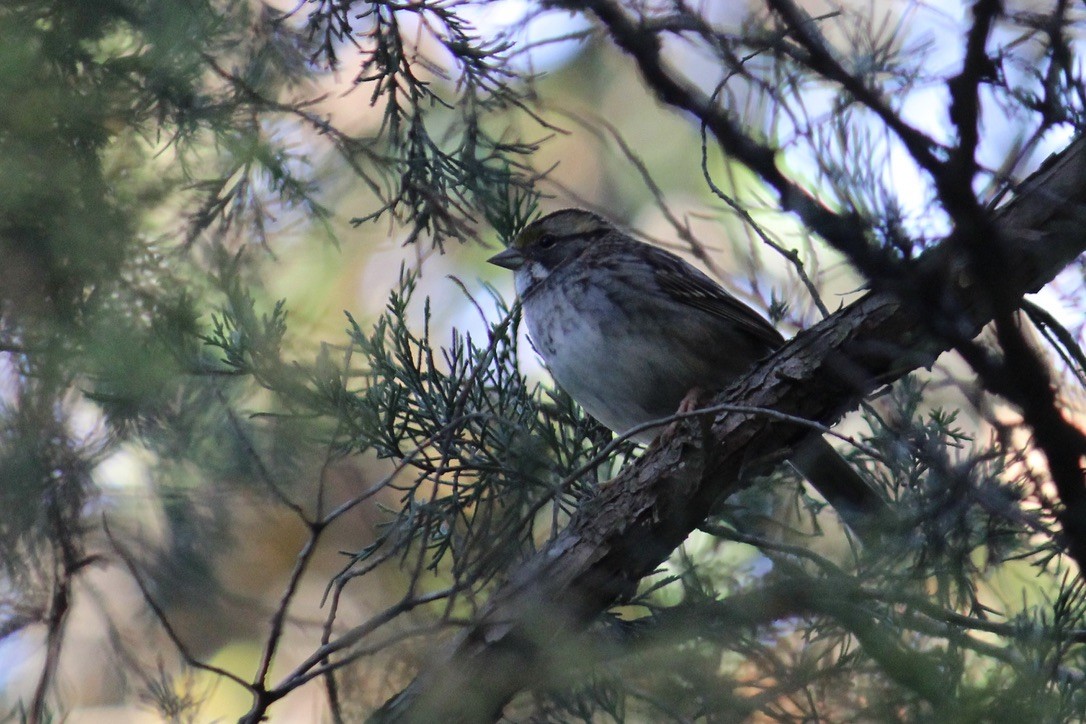 White-throated Sparrow - ML386827441