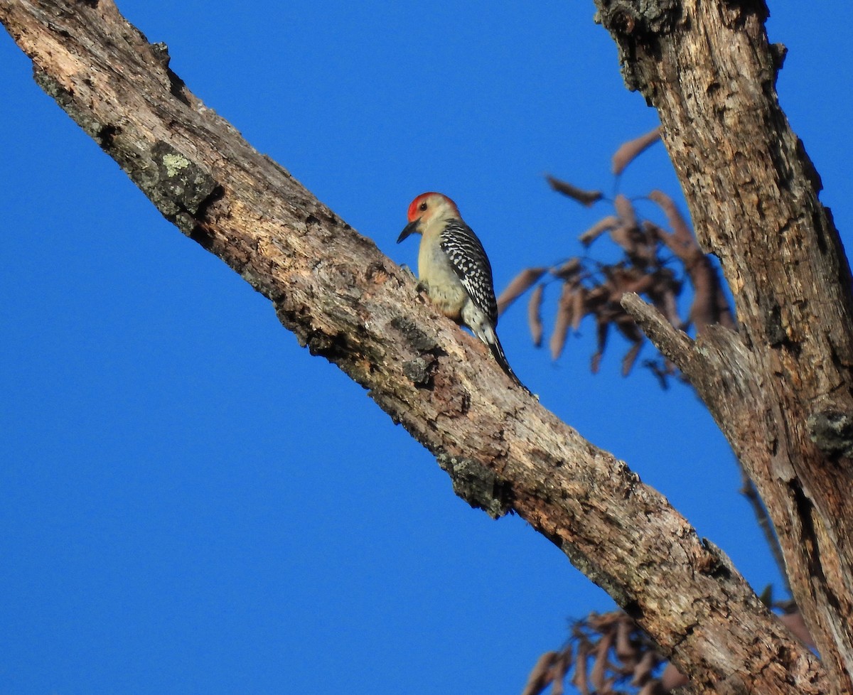 Red-bellied Woodpecker - ML386829841