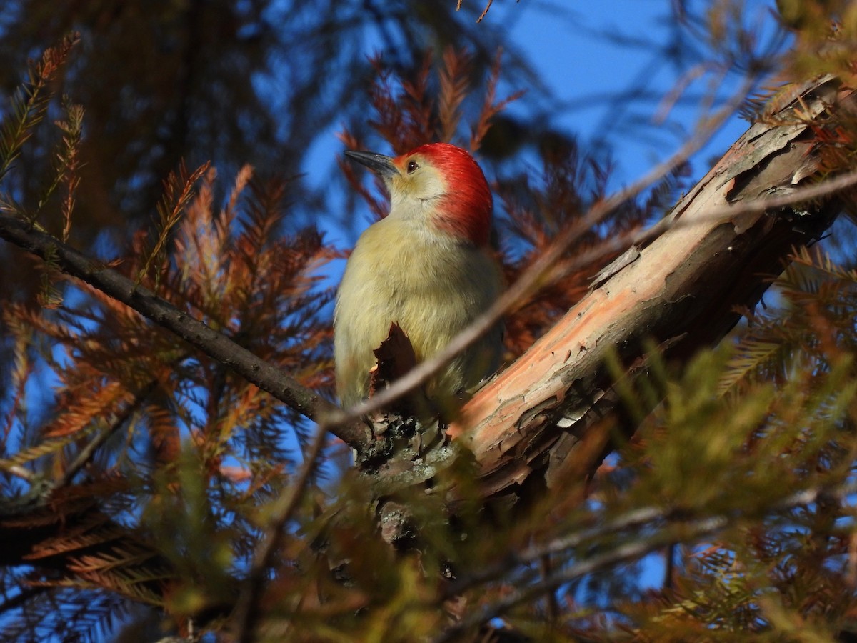 Red-bellied Woodpecker - ML386829851