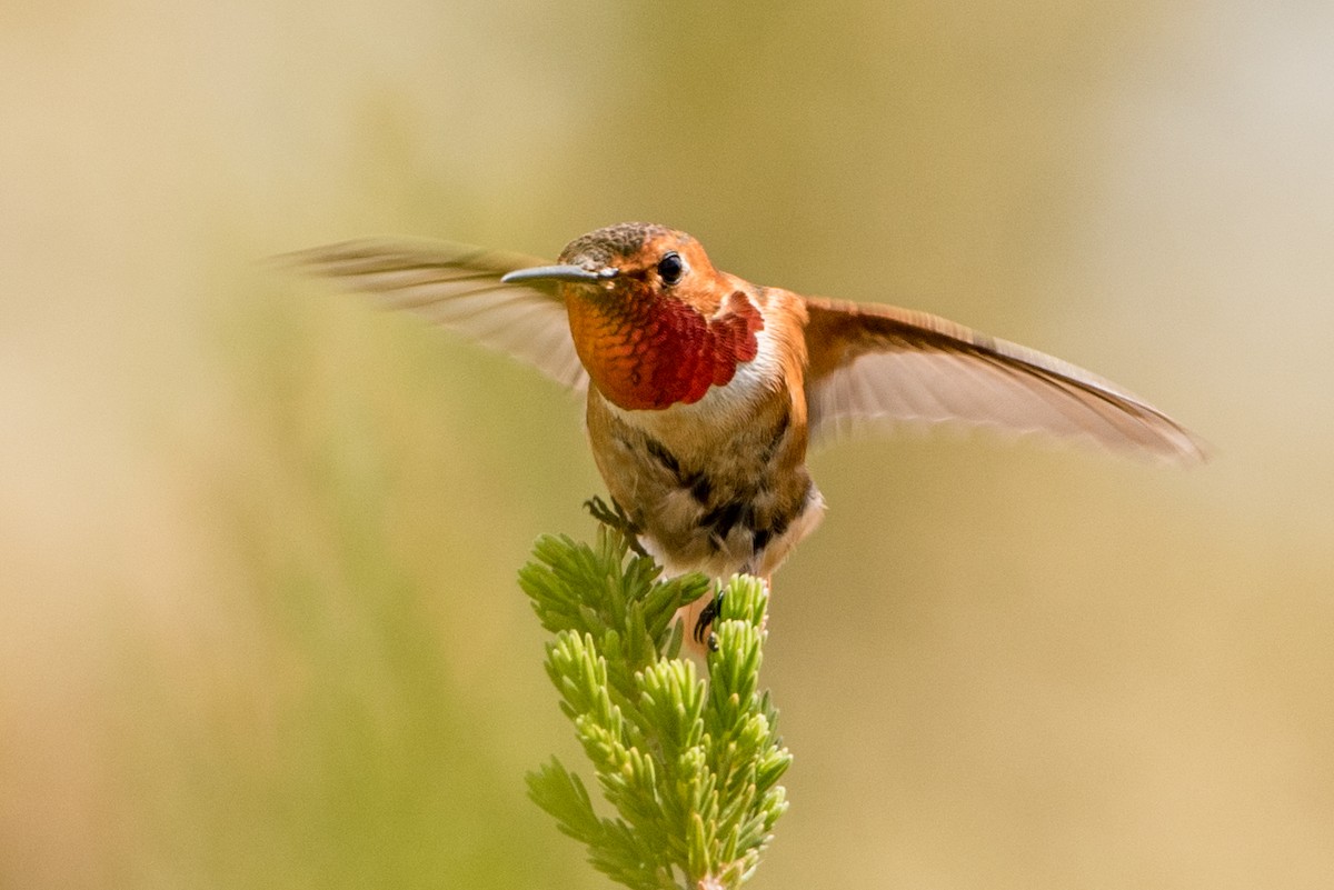 Allen's Hummingbird - Jeff Langford