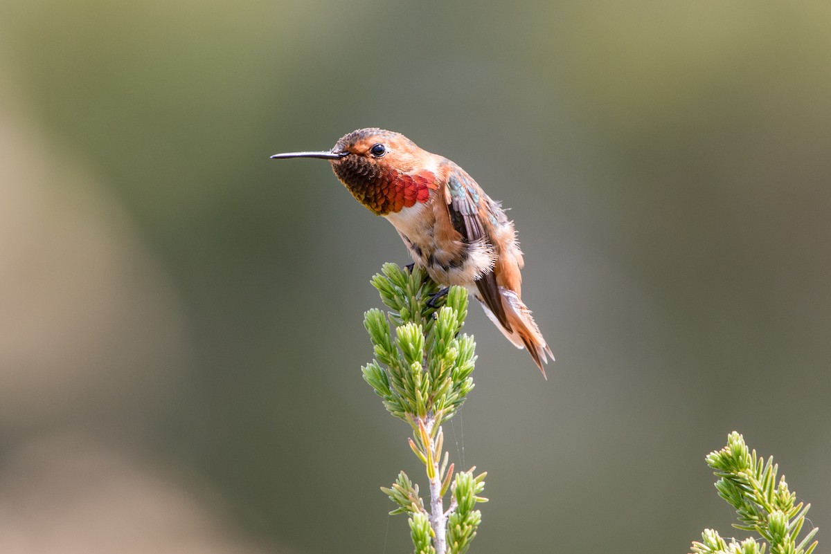 Allen's Hummingbird - Jeff Langford