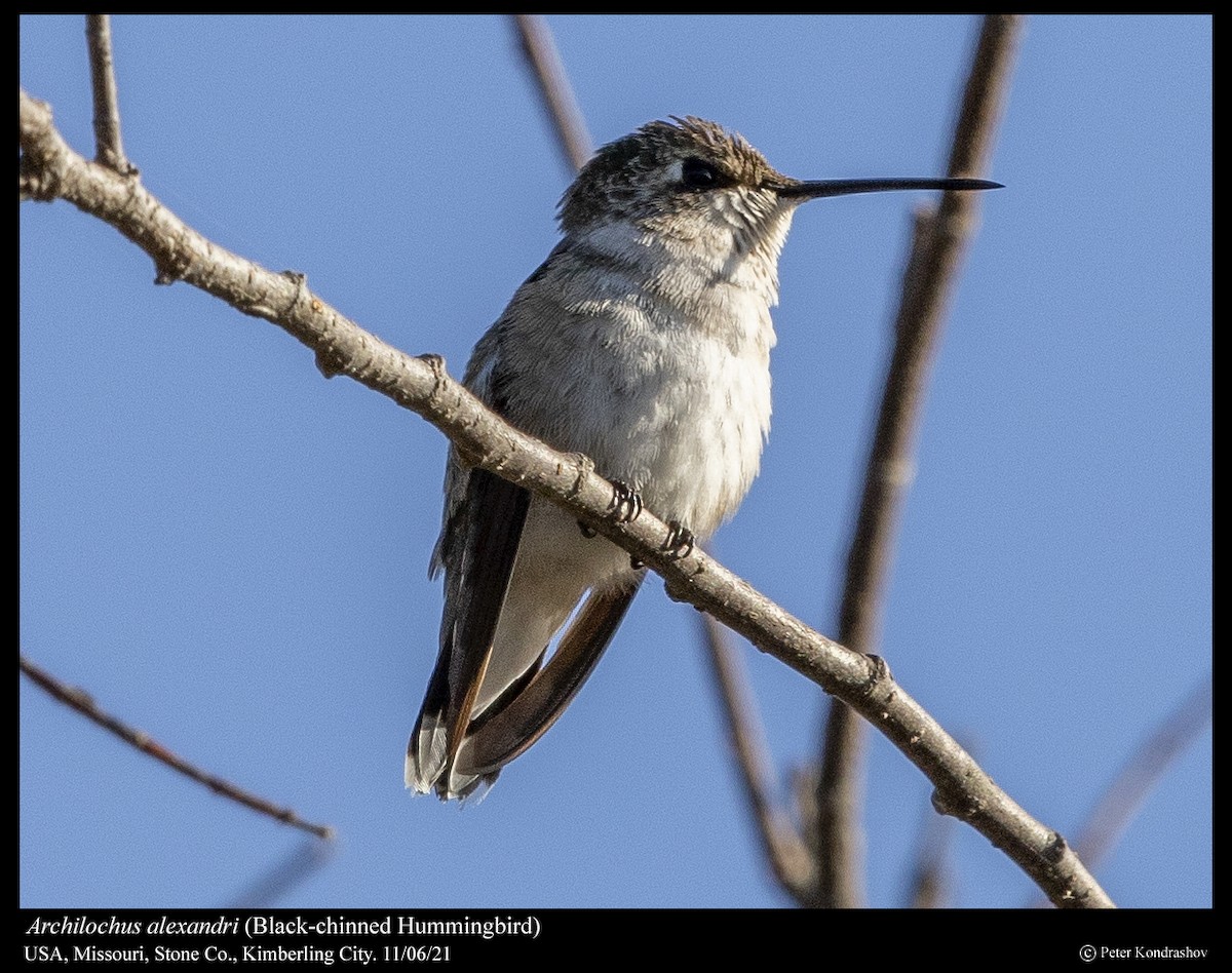 Black-chinned Hummingbird - ML386833951