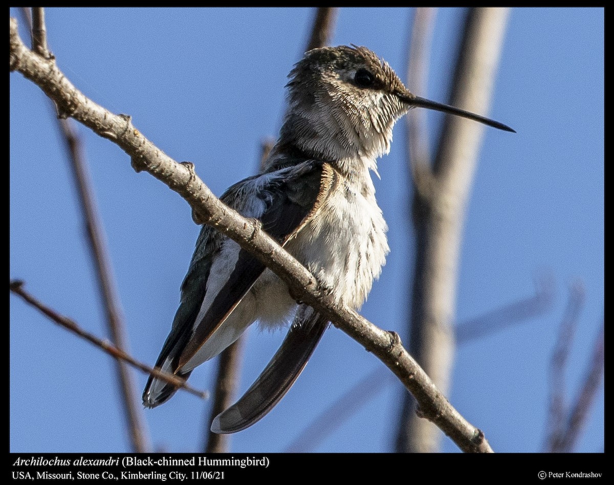 Black-chinned Hummingbird - Peter Kondrashov
