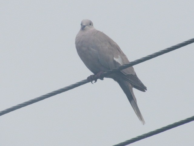 Eurasian Collared-Dove - Edwin Campbell whitehawkbirding.com