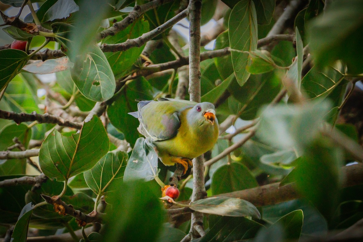 Yellow-footed Green-Pigeon - Pavan Kumar