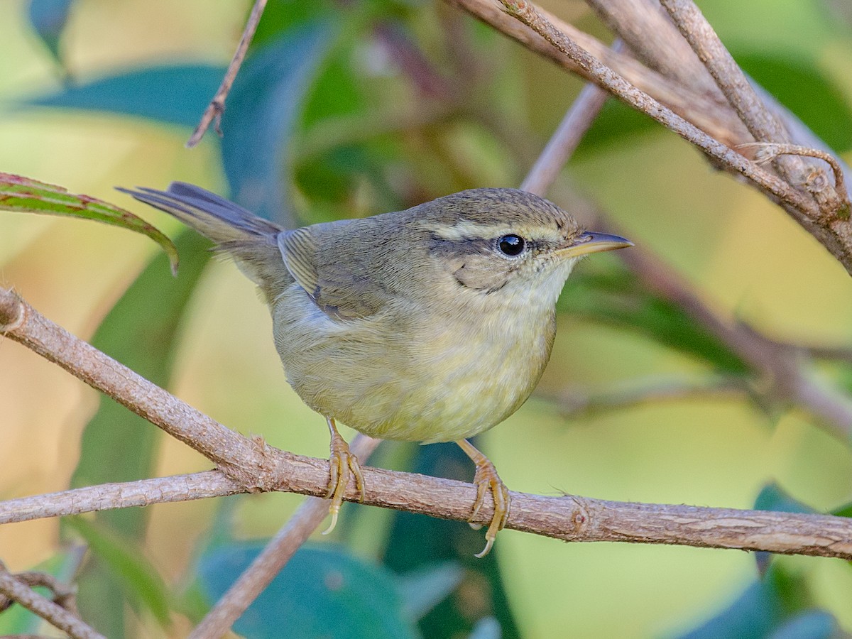 Yellow-streaked Warbler - Phylloscopus armandii - Birds of the World