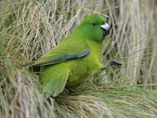  - Antipodes Parakeet