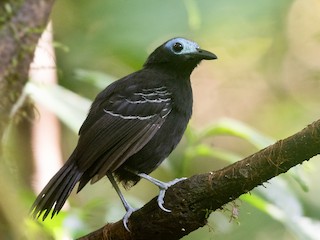  - Bare-crowned Antbird