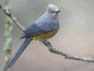  - Gray Silky-flycatcher