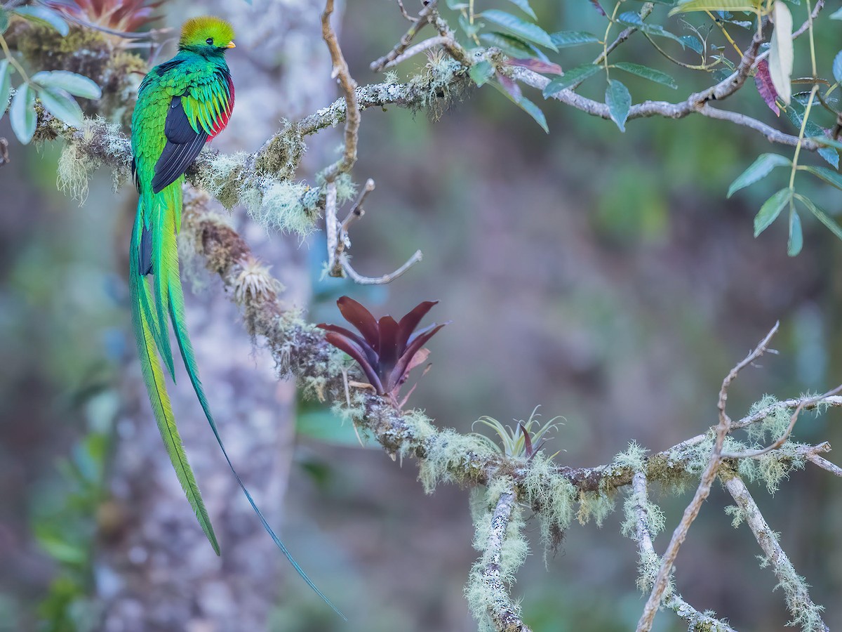 Resplendent Quetzal - Pharomachrus mocinno - Birds of the World