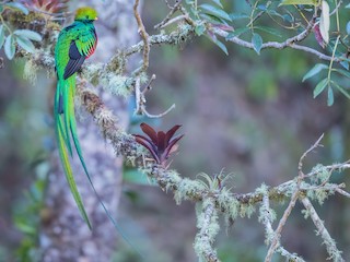  - Resplendent Quetzal