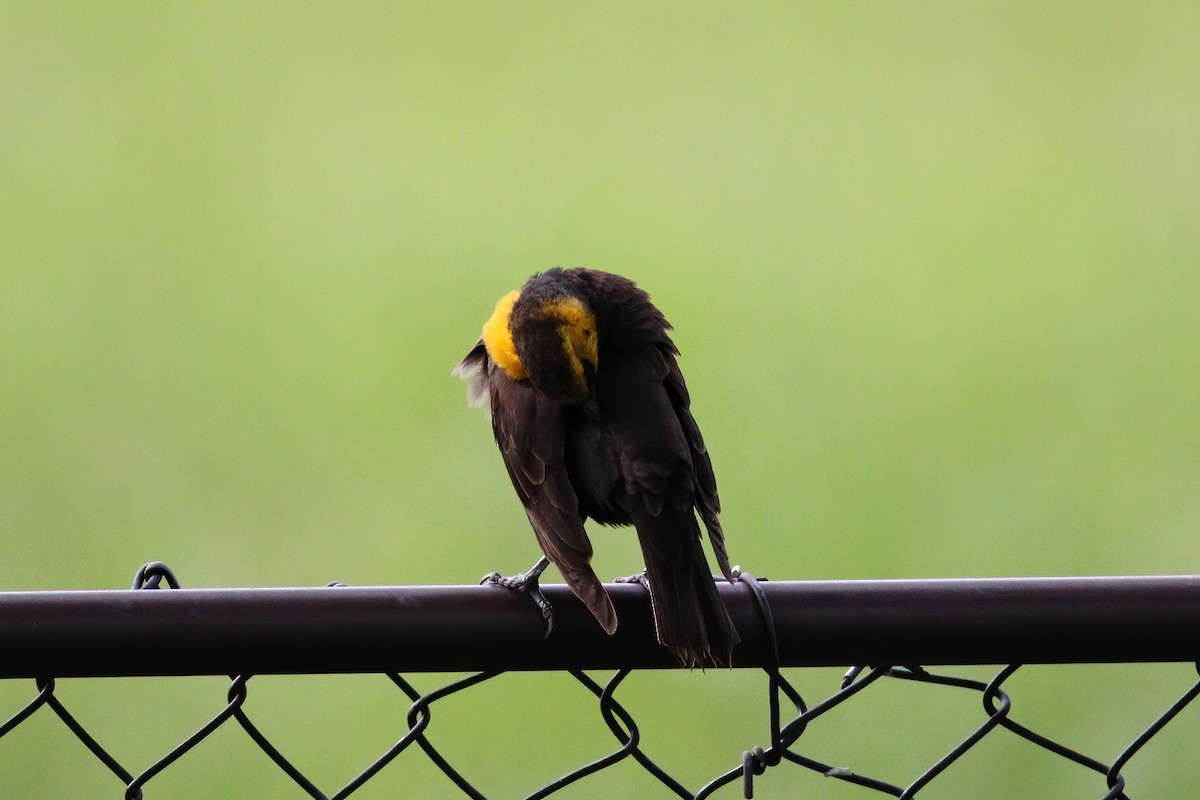 Yellow-headed Blackbird - ML386850481