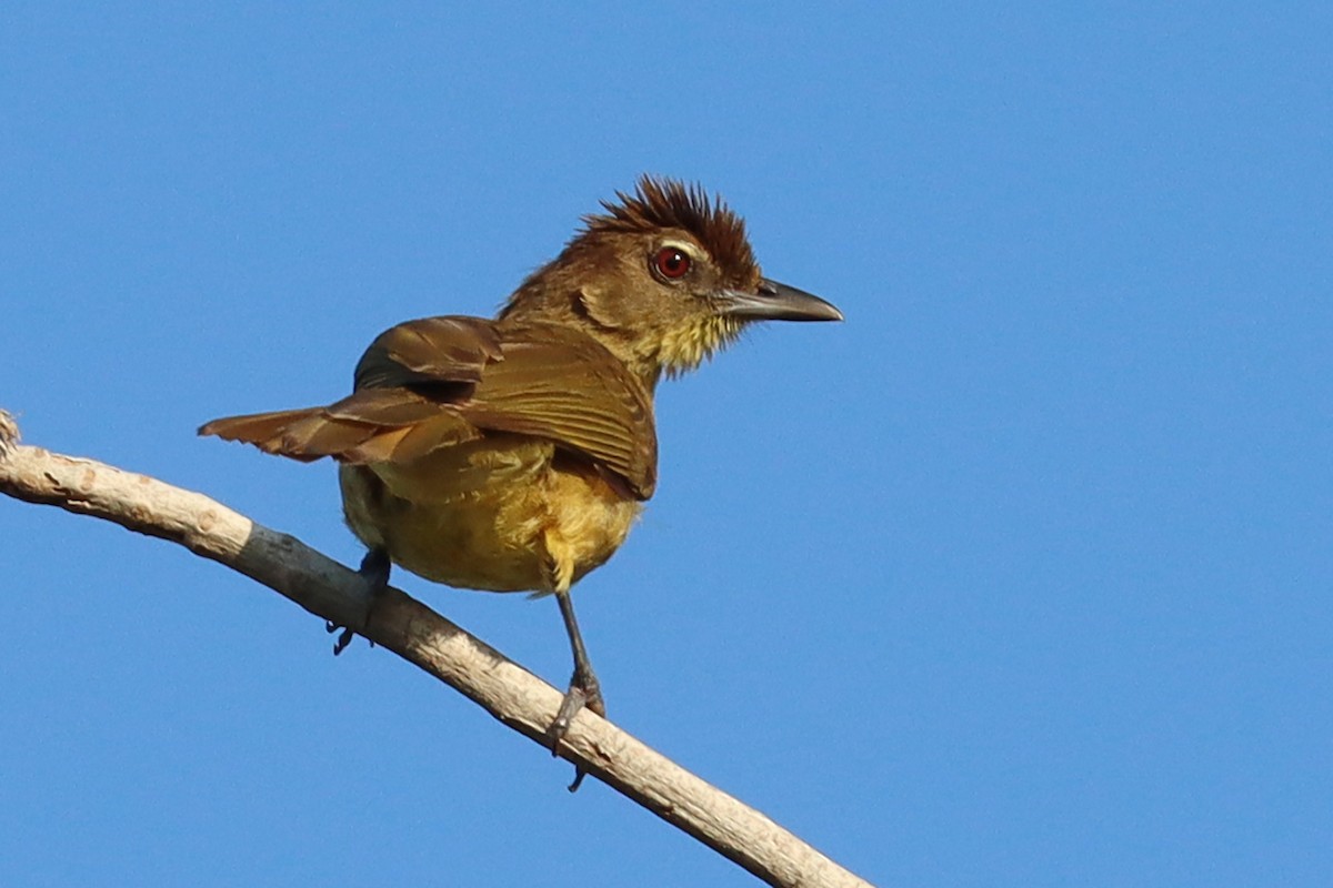 Yellow-bellied Greenbul - Oliver Fowler