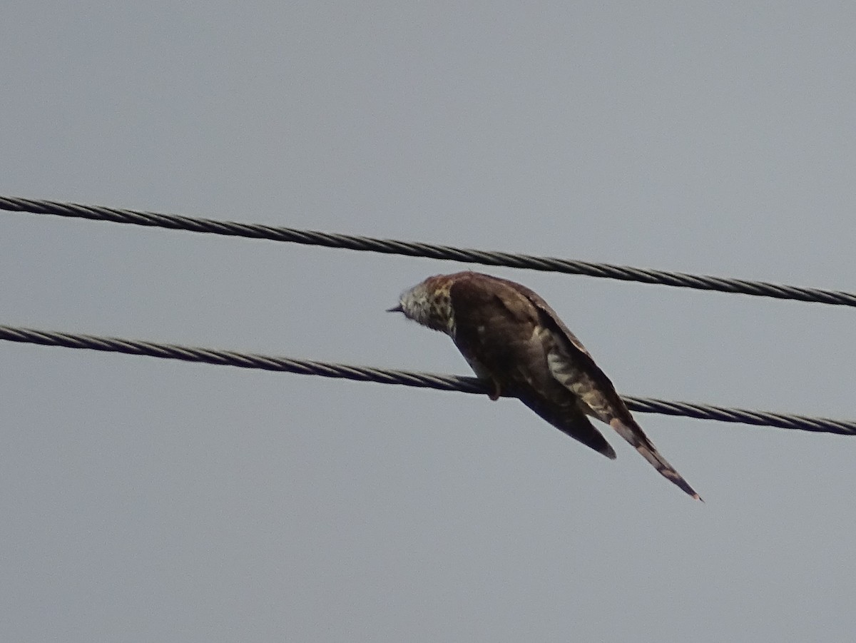 Common Hawk-Cuckoo - Sri Srikumar