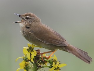 West Himalayan Bush Warbler - Locustella kashmirensis - Birds of the World