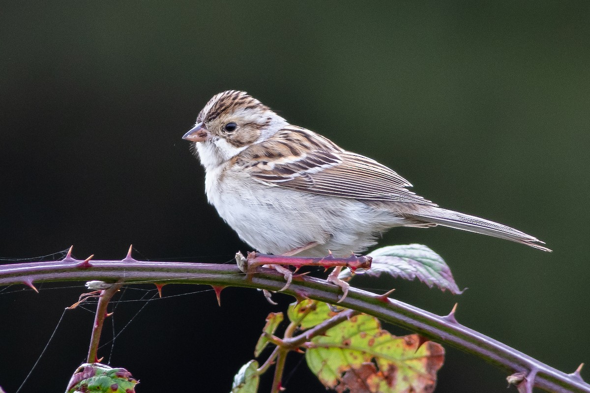 Clay-colored Sparrow - ML386859121