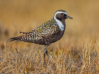  - American Golden-Plover