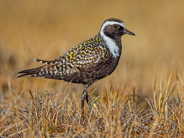  - American Golden-Plover - 