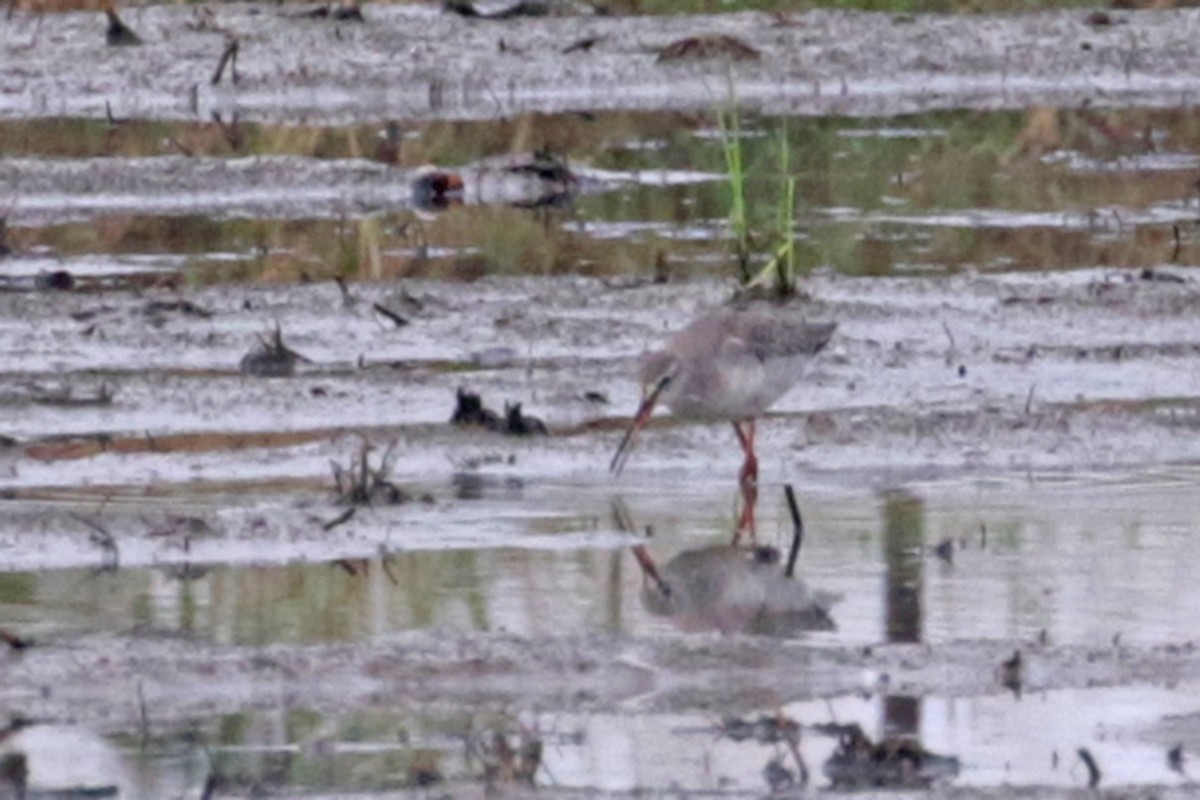 Spotted Redshank - Charley Hesse TROPICAL BIRDING