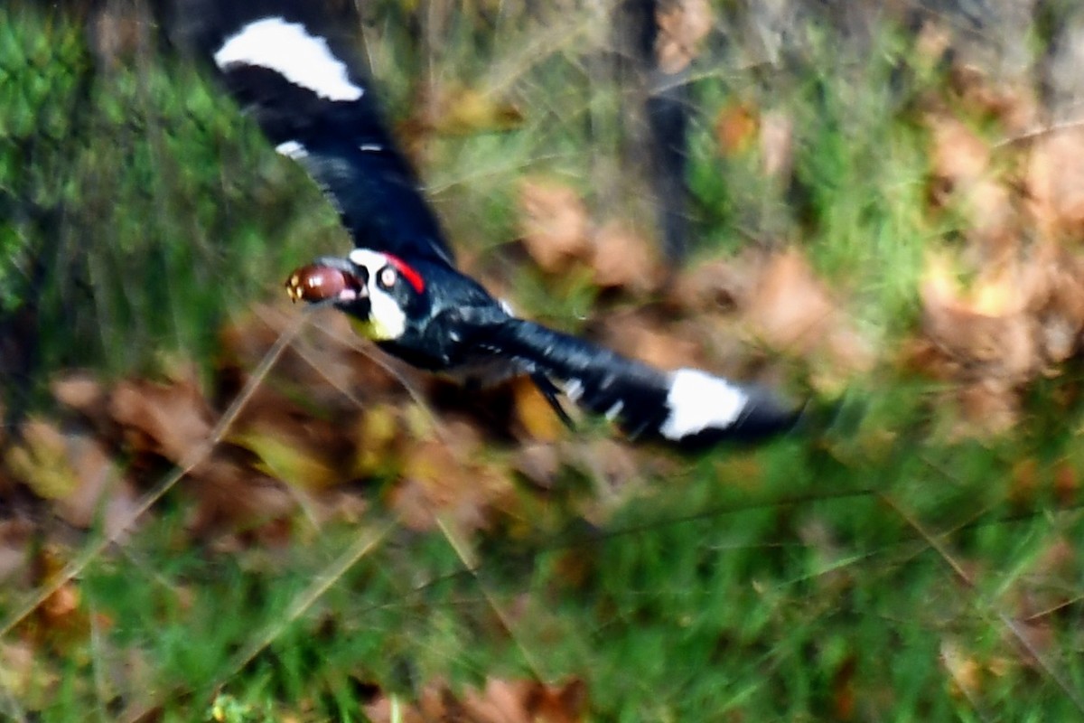 Acorn Woodpecker - ML386867001
