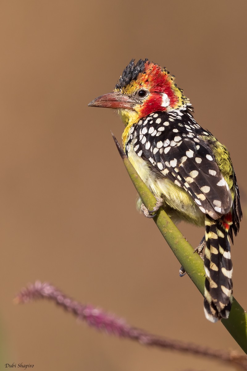 Red-and-yellow Barbet - ML386869241
