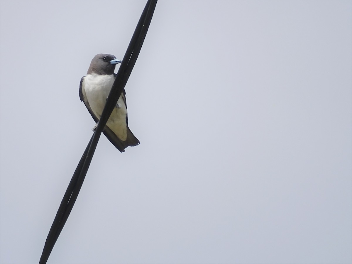 White-breasted Woodswallow - ML386871631
