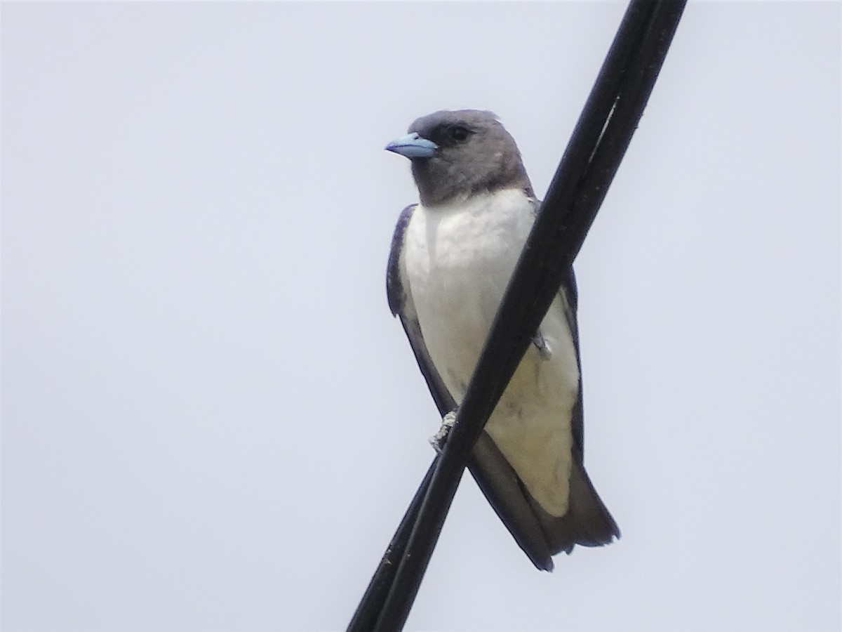 White-breasted Woodswallow - ML386871651