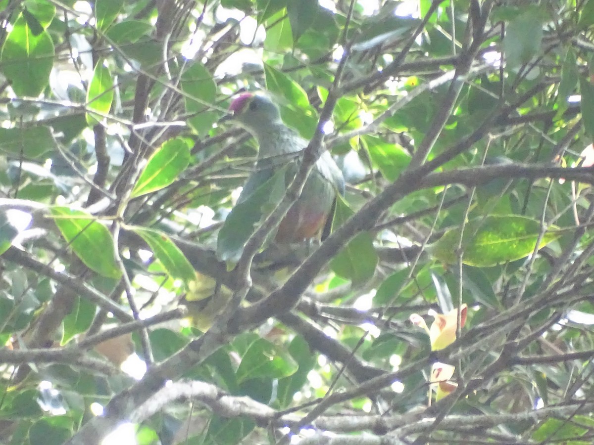 Rose-crowned Fruit-Dove - ML386872051