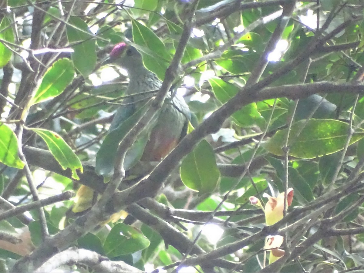Rose-crowned Fruit-Dove - ML386872071