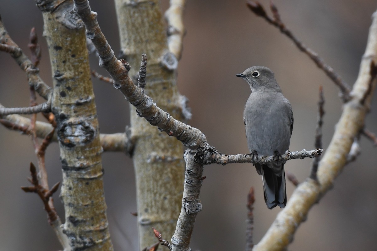 Townsend's Solitaire - ML386873081