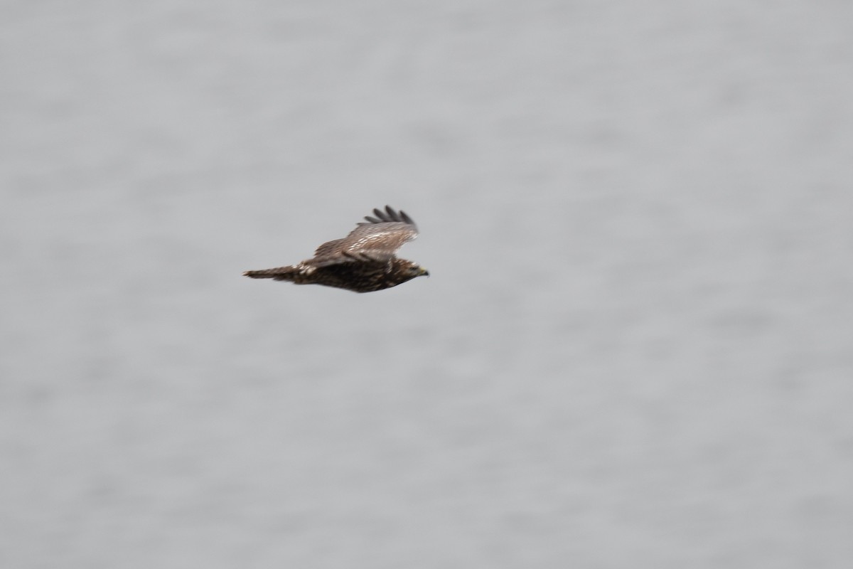 Red-tailed Hawk - ML386873111